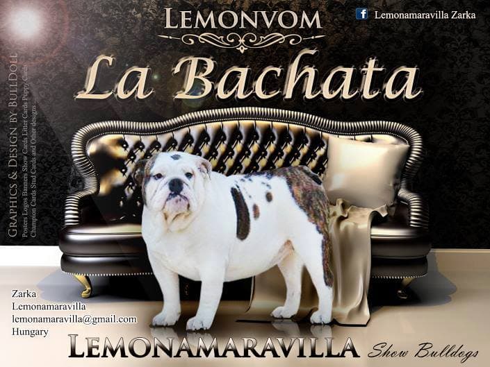 Фото Lemonvom La Bachata. Джерело: BulldogPedigree #54572