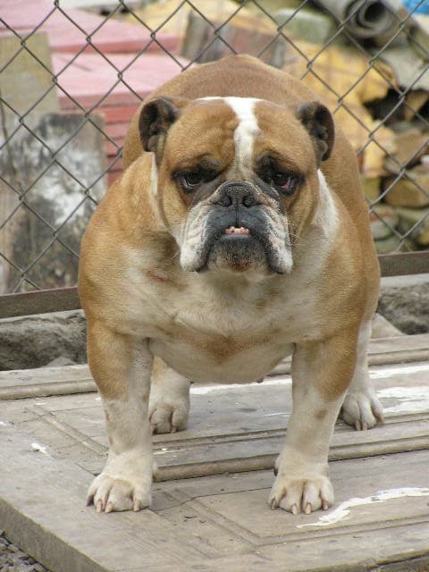 Фото Ponochka. Джерело: BulldogPedigree #54772
