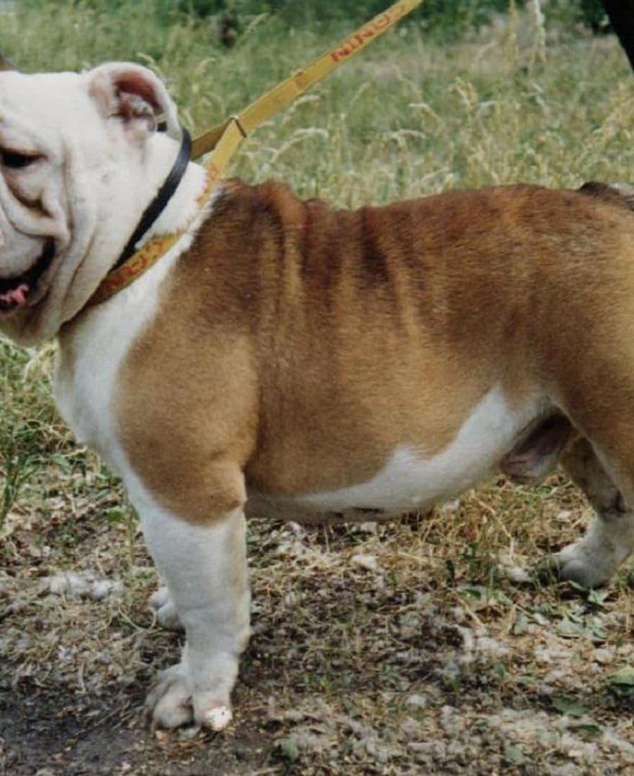 Фото Mashka ( Pod Sozvezdiem Teltsa). Джерело: BulldogPedigree #54775