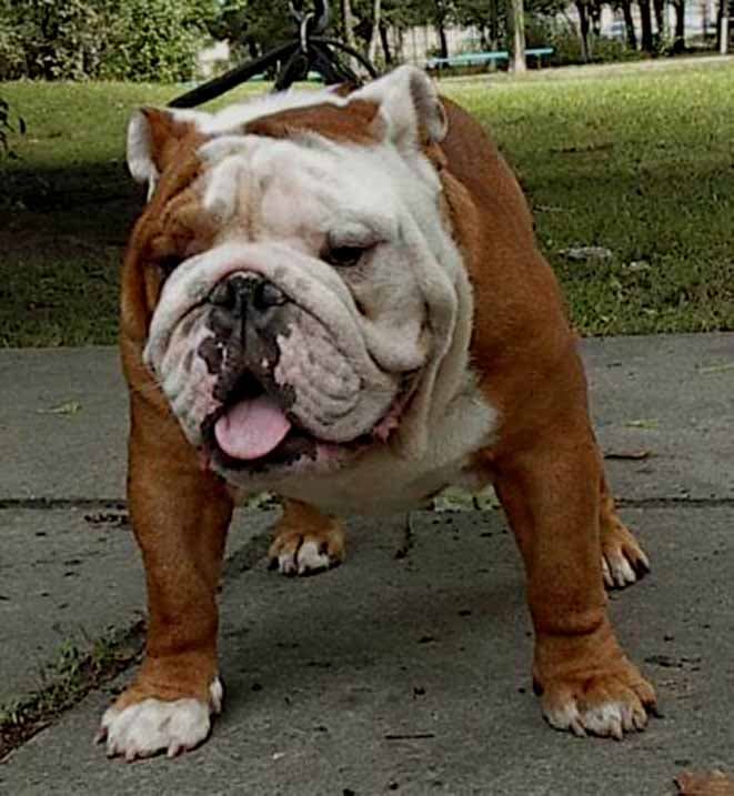 Фото Sindikate For Leanto. Джерело: BulldogPedigree #54783