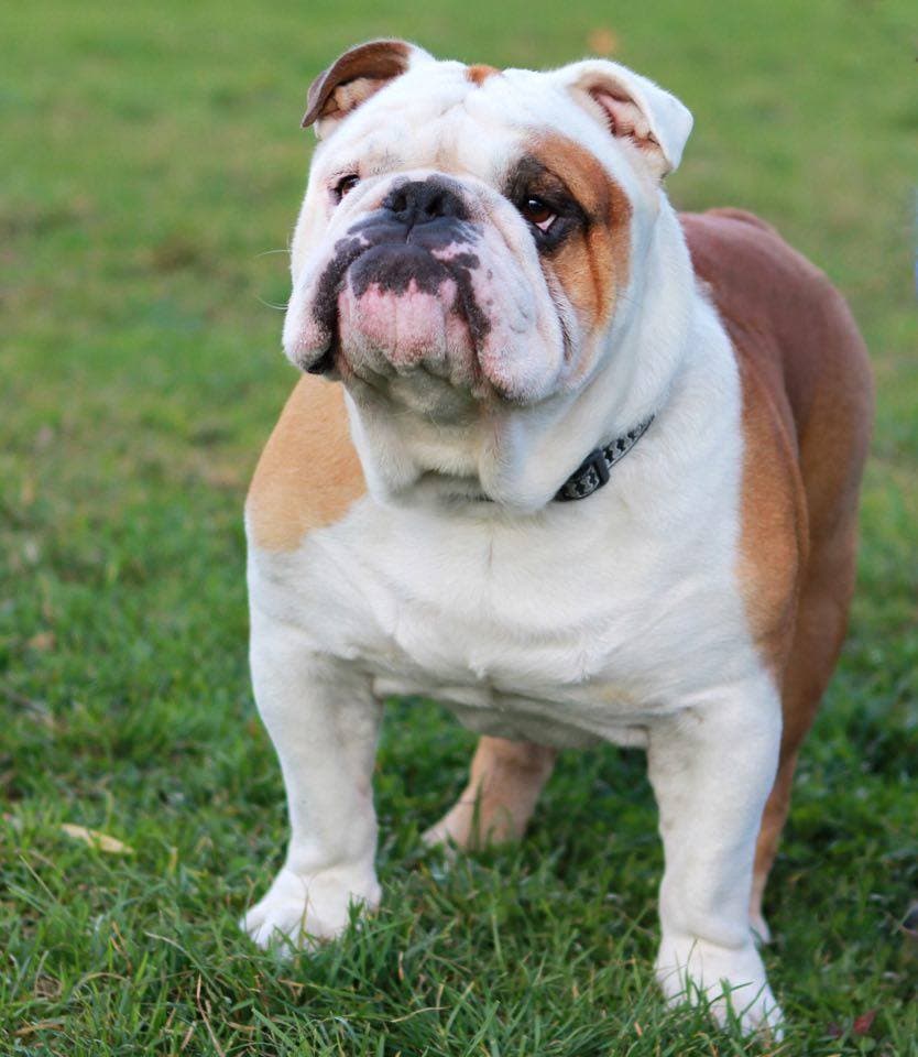 Фото Rembo Dear Friend. Источник: BulldogPedigree #54784
