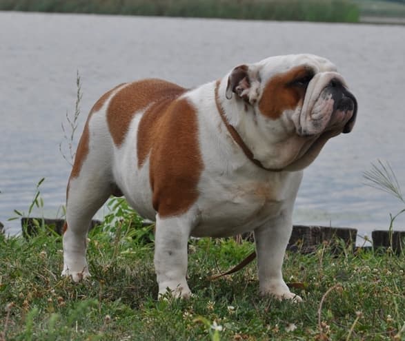 Фото Westgate Crown At Von Teufelhohle. Джерело: BulldogPedigree #57953