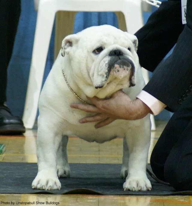 Фото Dolce E Gabbana Du Clos Stefanel. Джерело: BulldogPedigree #59867