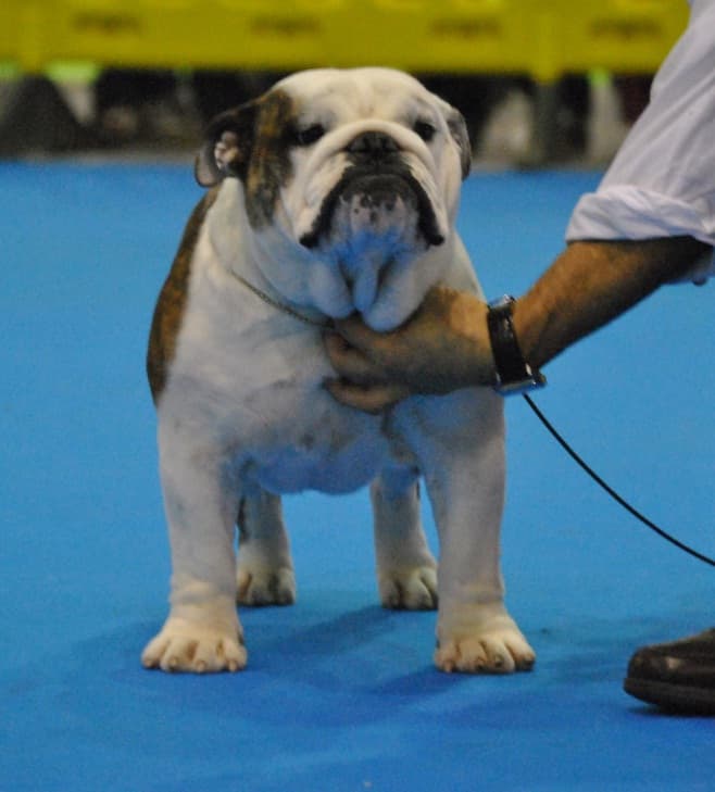 Фото La Chata The Mingues. Джерело: BulldogPedigree #59984