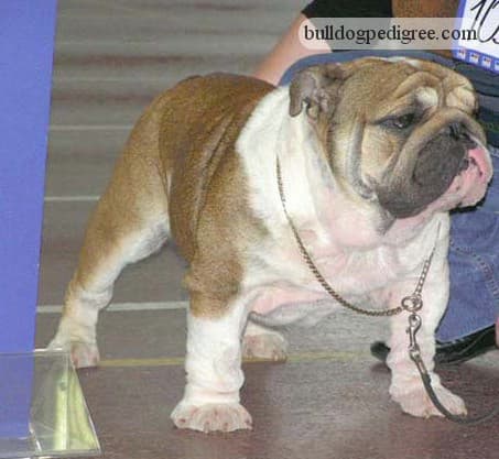Фото Mr Bush Junior. Джерело: BulldogPedigree #6385