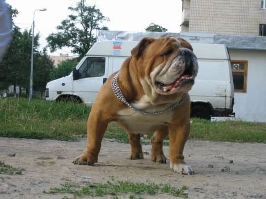 Фото Mavlas Mar'ss Sem Bruk. Джерело: BulldogPedigree #6391