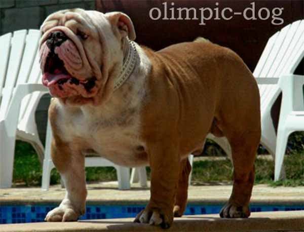 Фото Mavlas Mar'ss Nardan Bull. Джерело: BulldogPedigree #6725