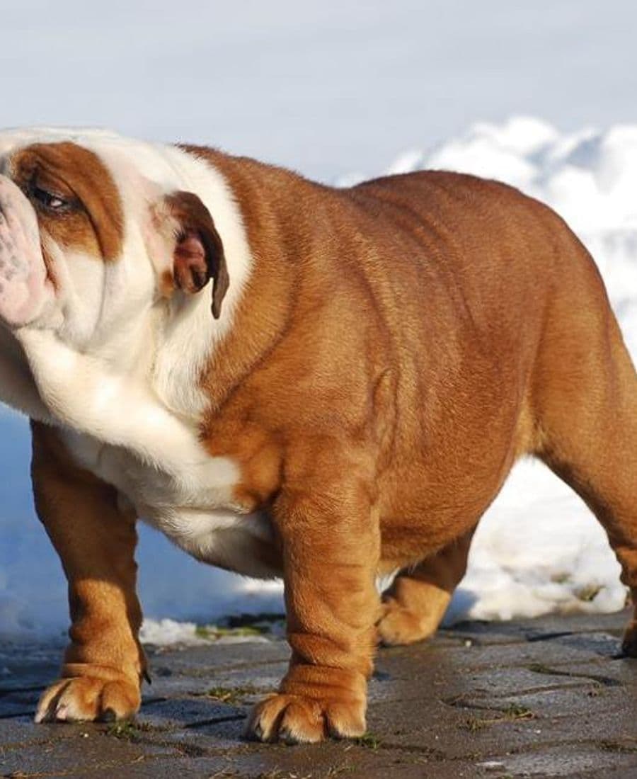 Фото Golden Star Bull Gaby. Джерело: BulldogPedigree #68225