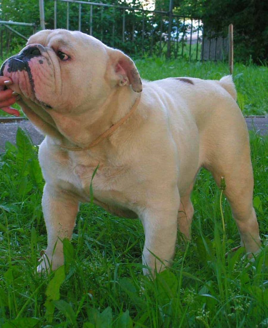 Фото I Saki Victoria Bojarin. Джерело: BulldogPedigree #69034