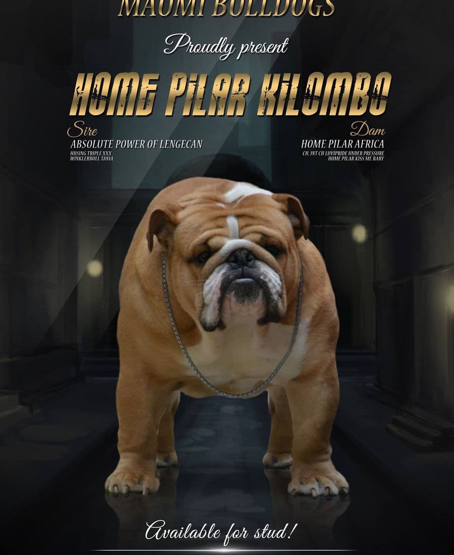 Фото Home Pilar Kilombo. Джерело: BulldogPedigree #69367