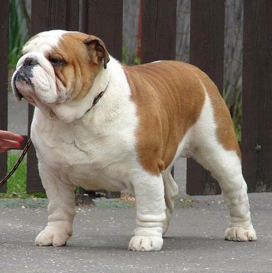 Фото Del Papiol Little Buckaroo. Источник: BulldogPedigree #72088