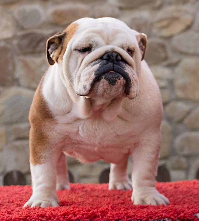 Фото Buck And Sons Zerosettedueuno. Джерело: BulldogPedigree #72405