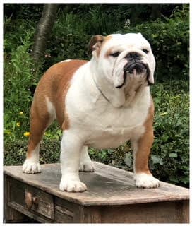 Фото Fat Puppy's Regal. Джерело: BulldogPedigree #72638