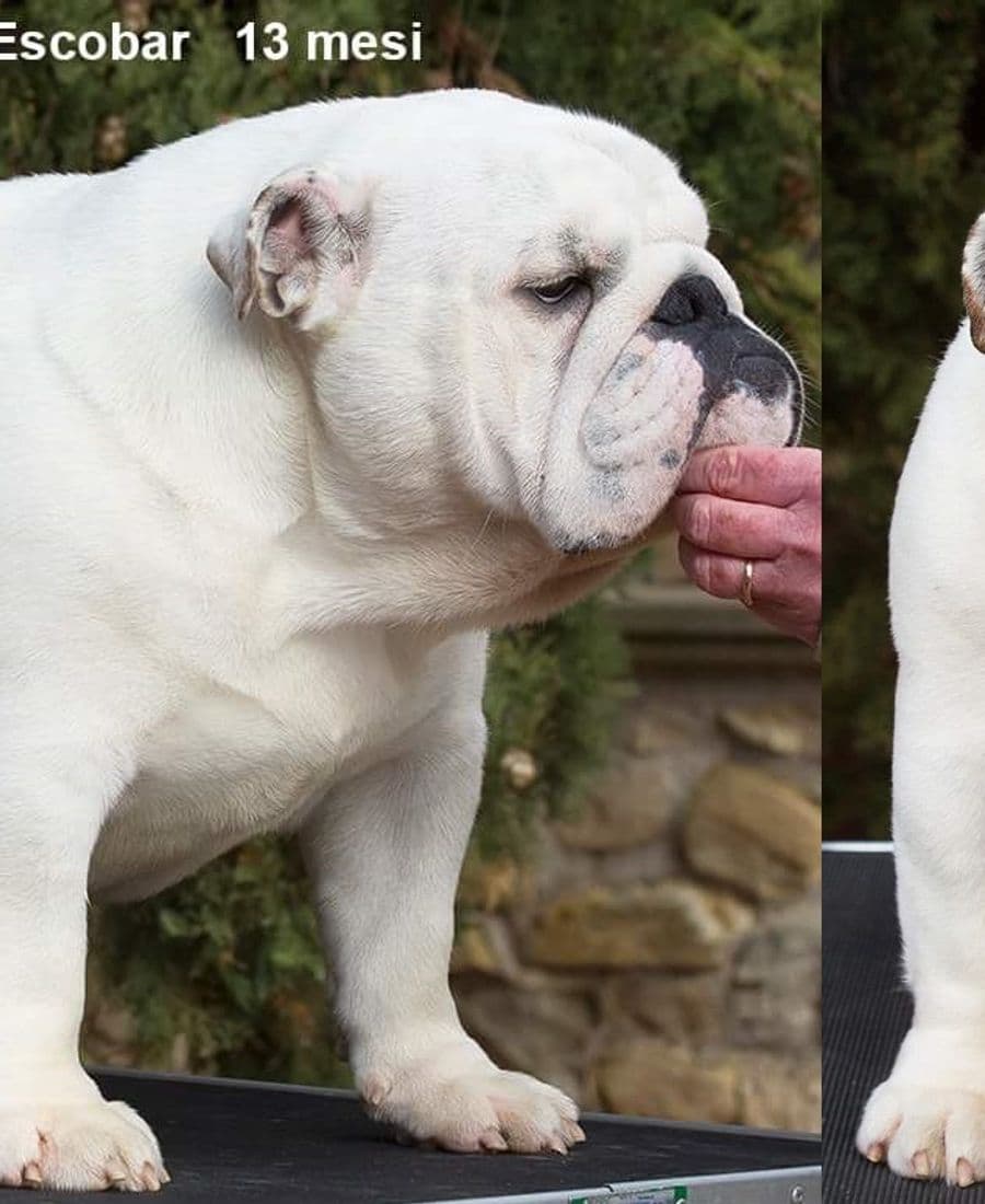 Фото Buck And Sons Escobar. Джерело: BulldogPedigree #72909