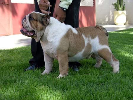 Фото Macm Victory. Джерело: BulldogPedigree #7545