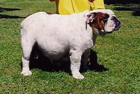 Фото Macm Honeymoon Ovation. Джерело: BulldogPedigree #7548
