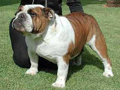 Фото Macm Zelda. Джерело: BulldogPedigree #7549