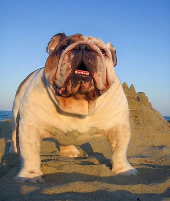 Фото Macm Mussolini. Джерело: BulldogPedigree #7550