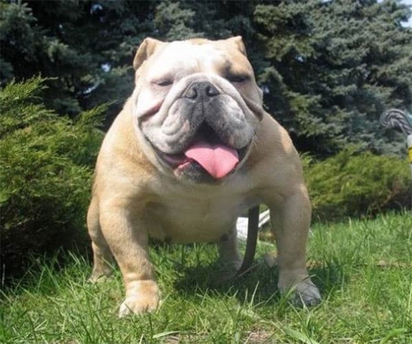 Фото Saga ( Tan Victoria). Джерело: BulldogPedigree #7573
