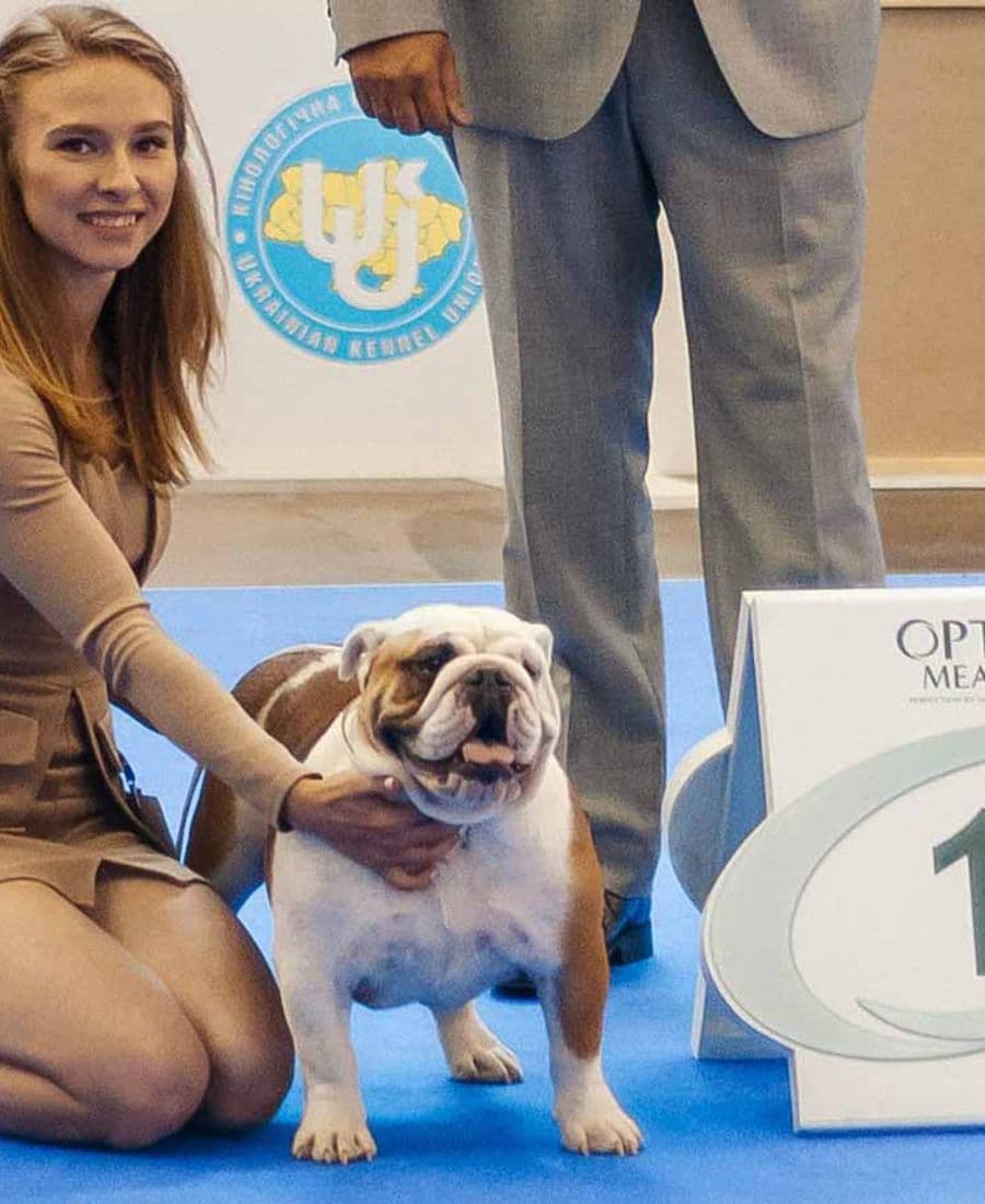 Фото Mercedes Lvovska Sonata. Источник: BulldogPedigree #75796