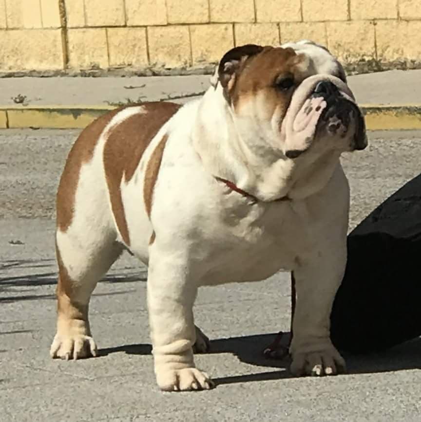 Фото Onahia Del Atlante Kill Bill. Источник: BulldogPedigree #80400