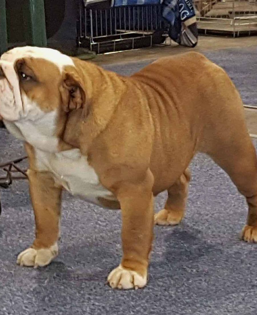 Фото Golden Star Bull Reka. Источник: BulldogPedigree #85287