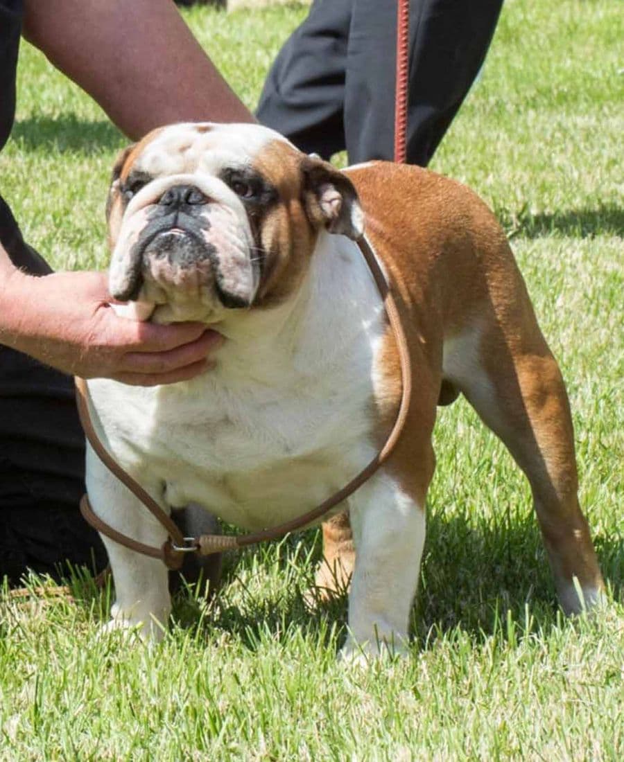Фото La Chata Gaona. Источник: BulldogPedigree #85288