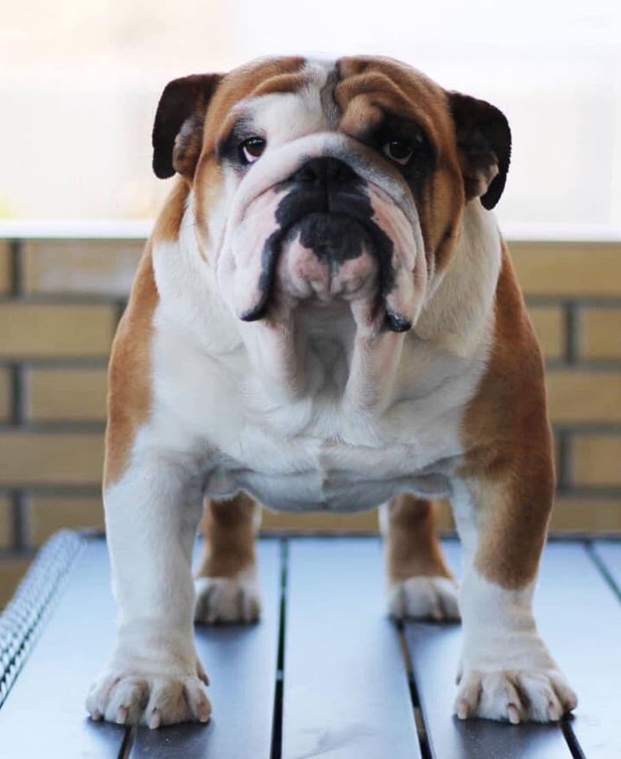 Фото Golden Star Bull Omar. Источник: BulldogPedigree #85676