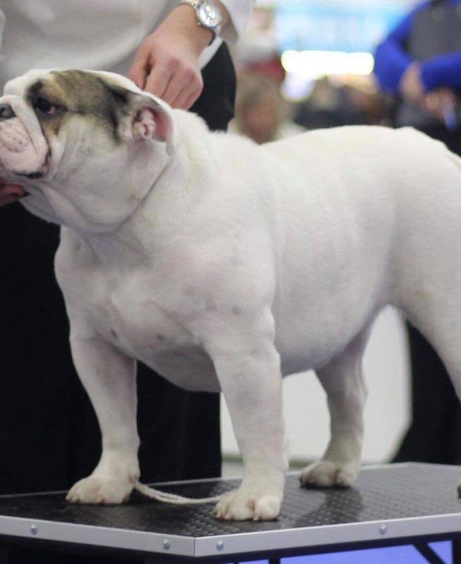 Фото Naya Yugos Star. Источник: BulldogPedigree #85677