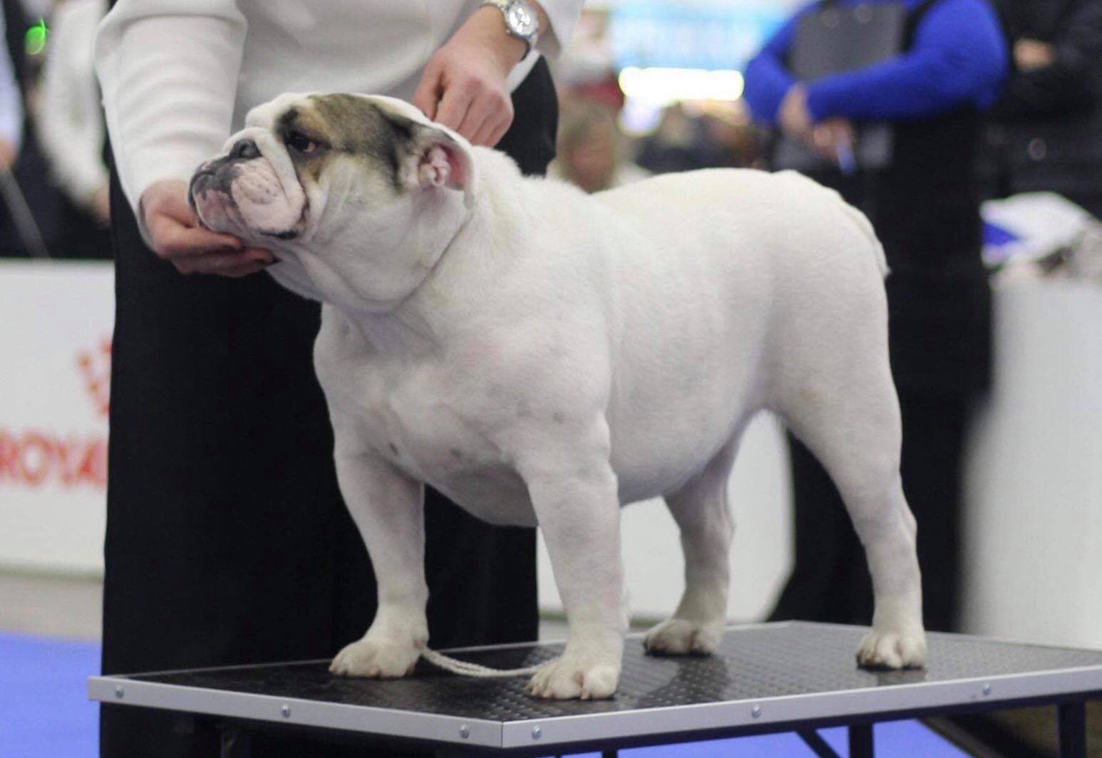 Фото Naya Yugos Star. Источник: BulldogPedigree #85677