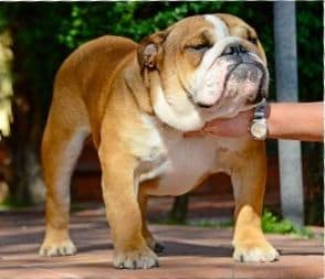Фото Buck And Sons Que Nina. Джерело: BulldogPedigree #87511