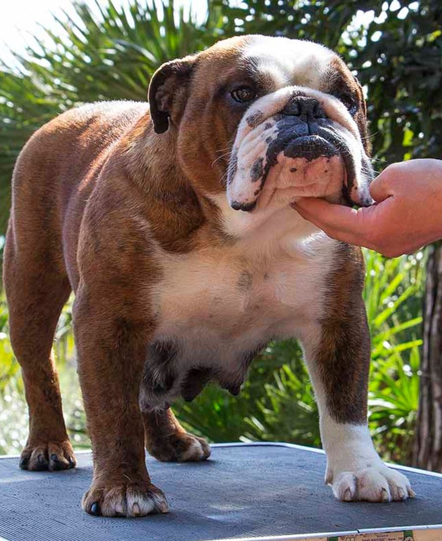 Фото Buck And Sons Da Da Umpa. Джерело: BulldogPedigree #87512