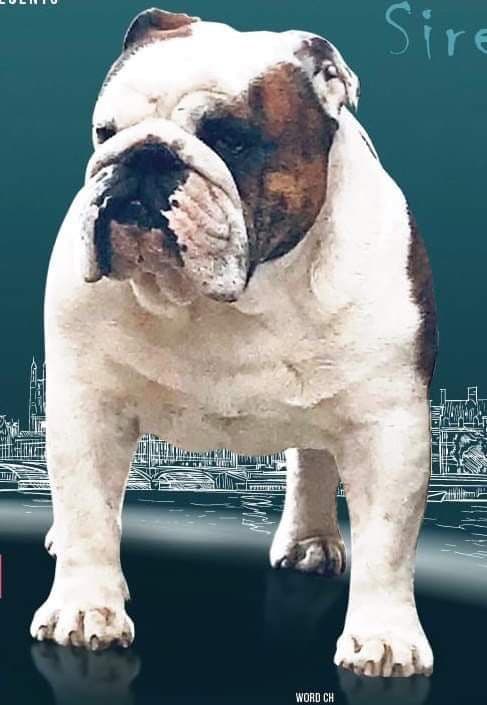 Фото Buck And Sons Te Amo. Источник: BulldogPedigree #87513