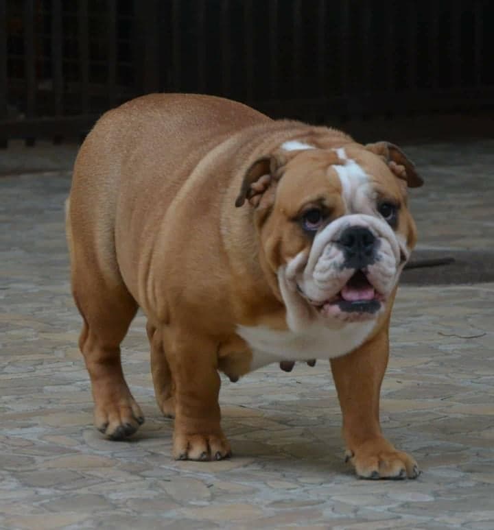 Фото Home Pilar Revoltosa. Источник: BulldogPedigree #88437