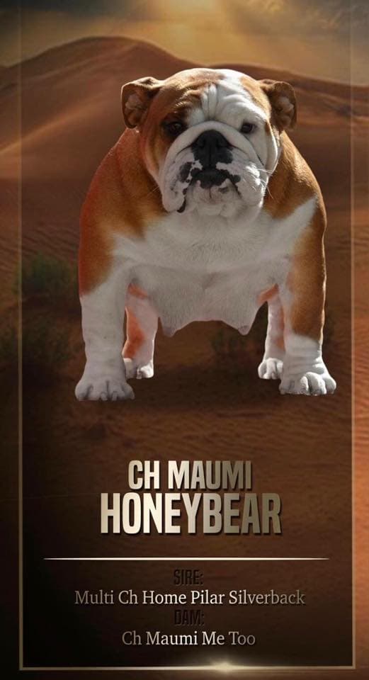 Фото Maumi Honeybear. Джерело: BulldogPedigree #89459