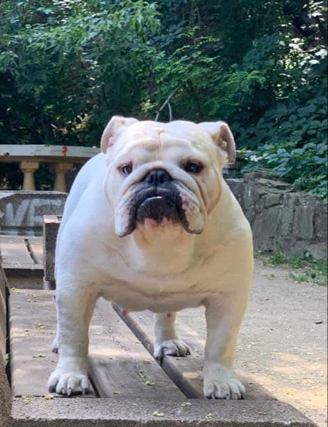 Фото Is My Love Callista. Источник: BulldogPedigree #91388