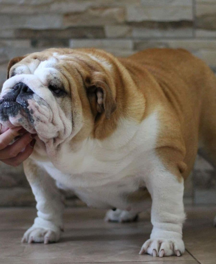 Фото Sandy Yugos Star. Источник: BulldogPedigree #92040