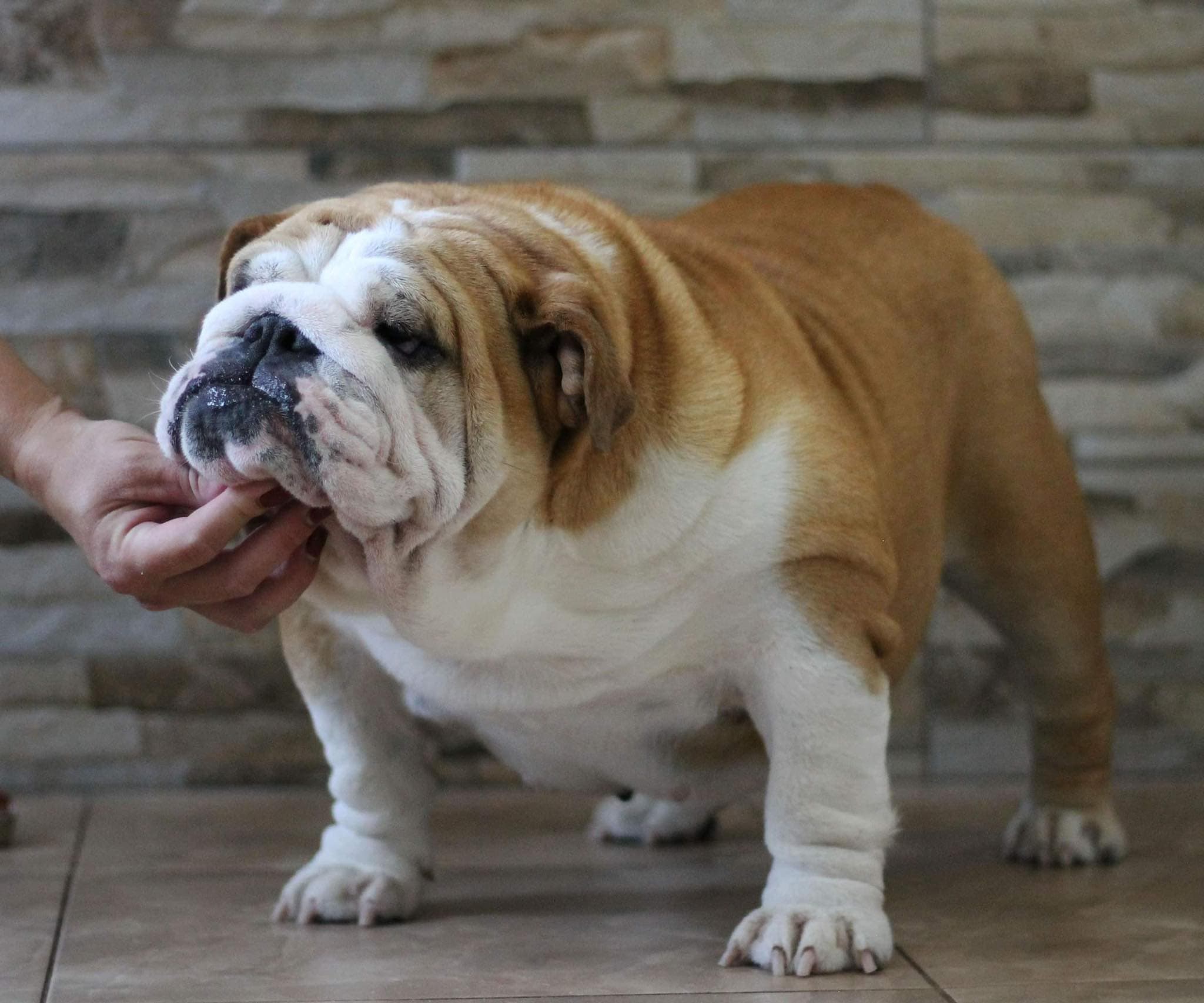 Фото Sandy Yugos Star. Источник: BulldogPedigree #92040
