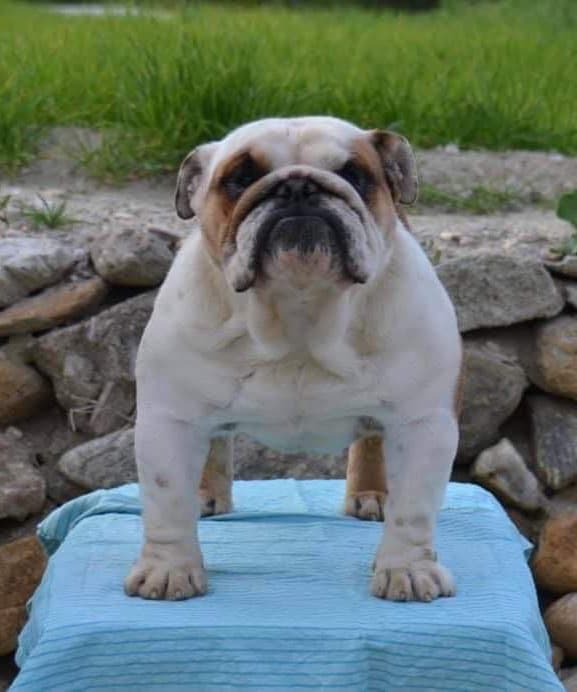 Фото Garcel Bull Indominus. Источник: BulldogPedigree #92059