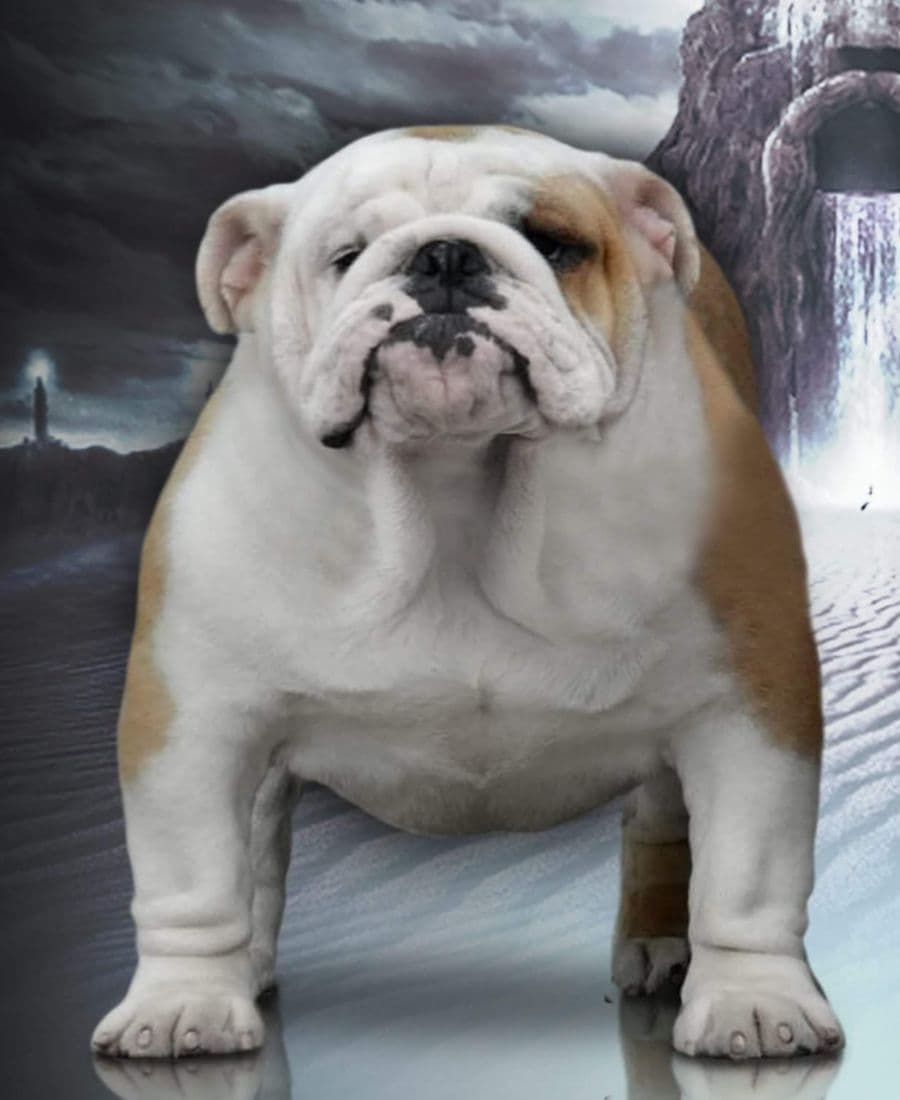 Фото Maumi Lambert. Источник: BulldogPedigree #92454