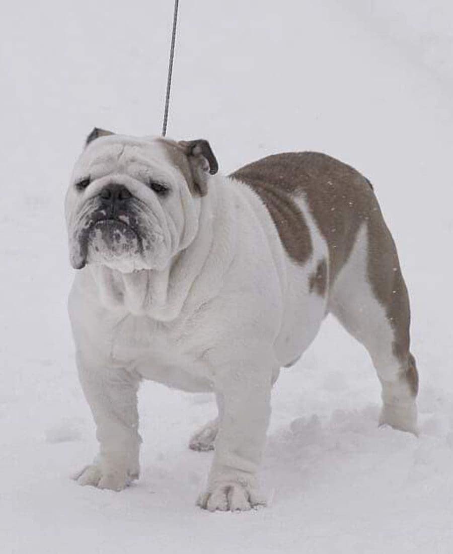 Фото Griffin Nomovet The Best. Источник: BulldogPedigree #94527