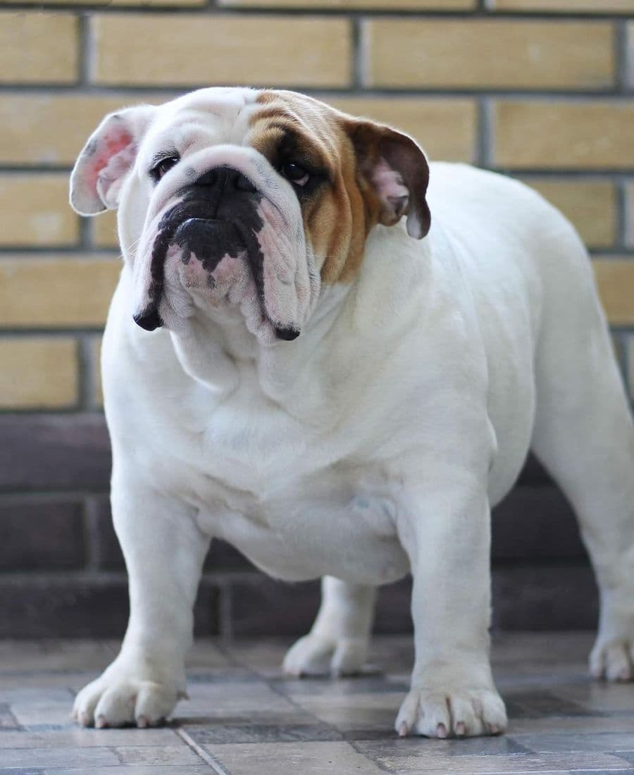 Фото Arisha Yugos Star. Источник: BulldogPedigree #98067