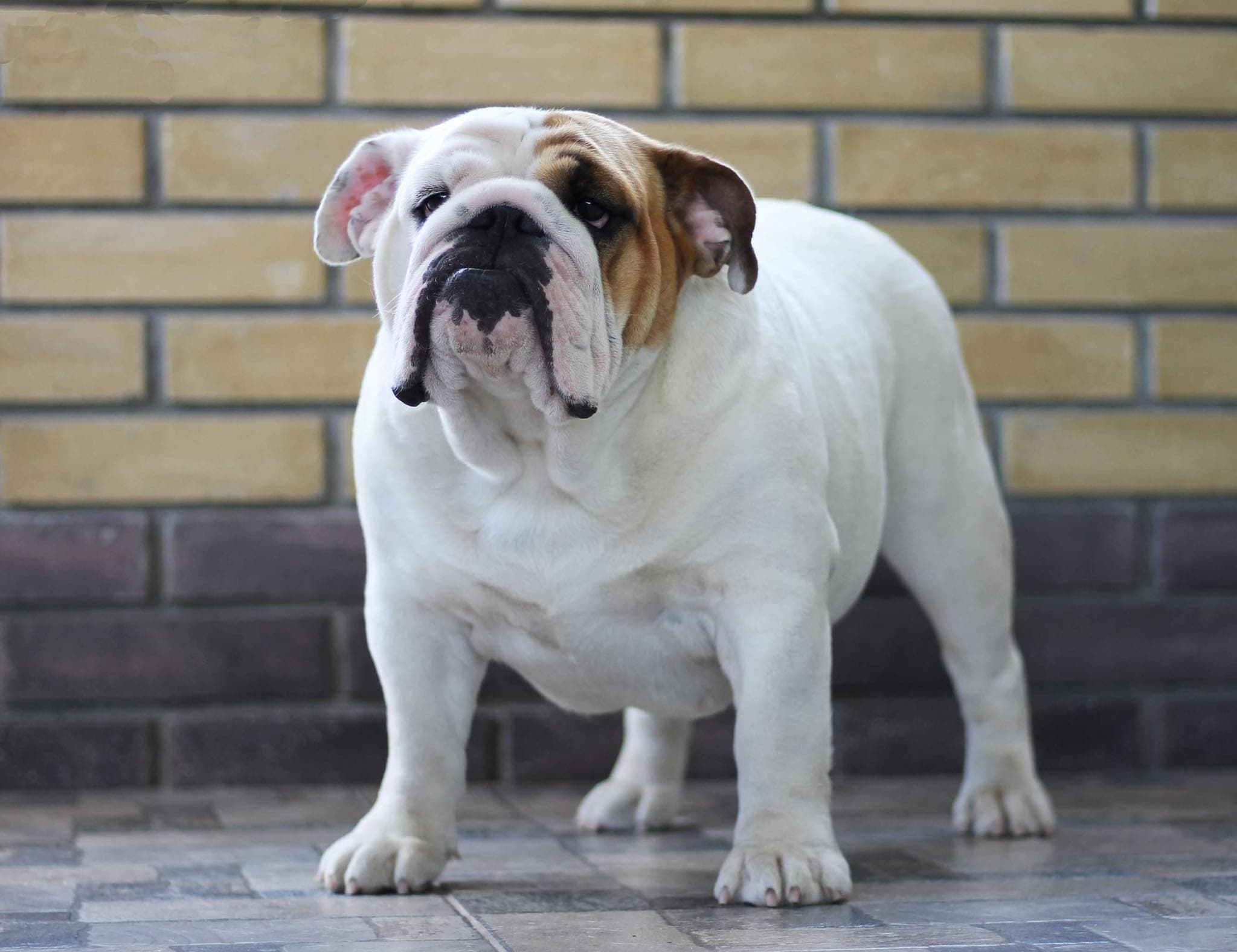 Фото Arisha Yugos Star. Источник: BulldogPedigree #98067