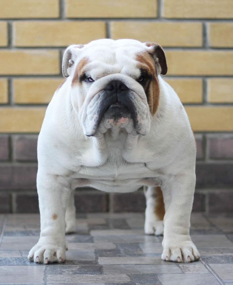 Фото Fagot Lvovska Sonata. Источник: BulldogPedigree #98153