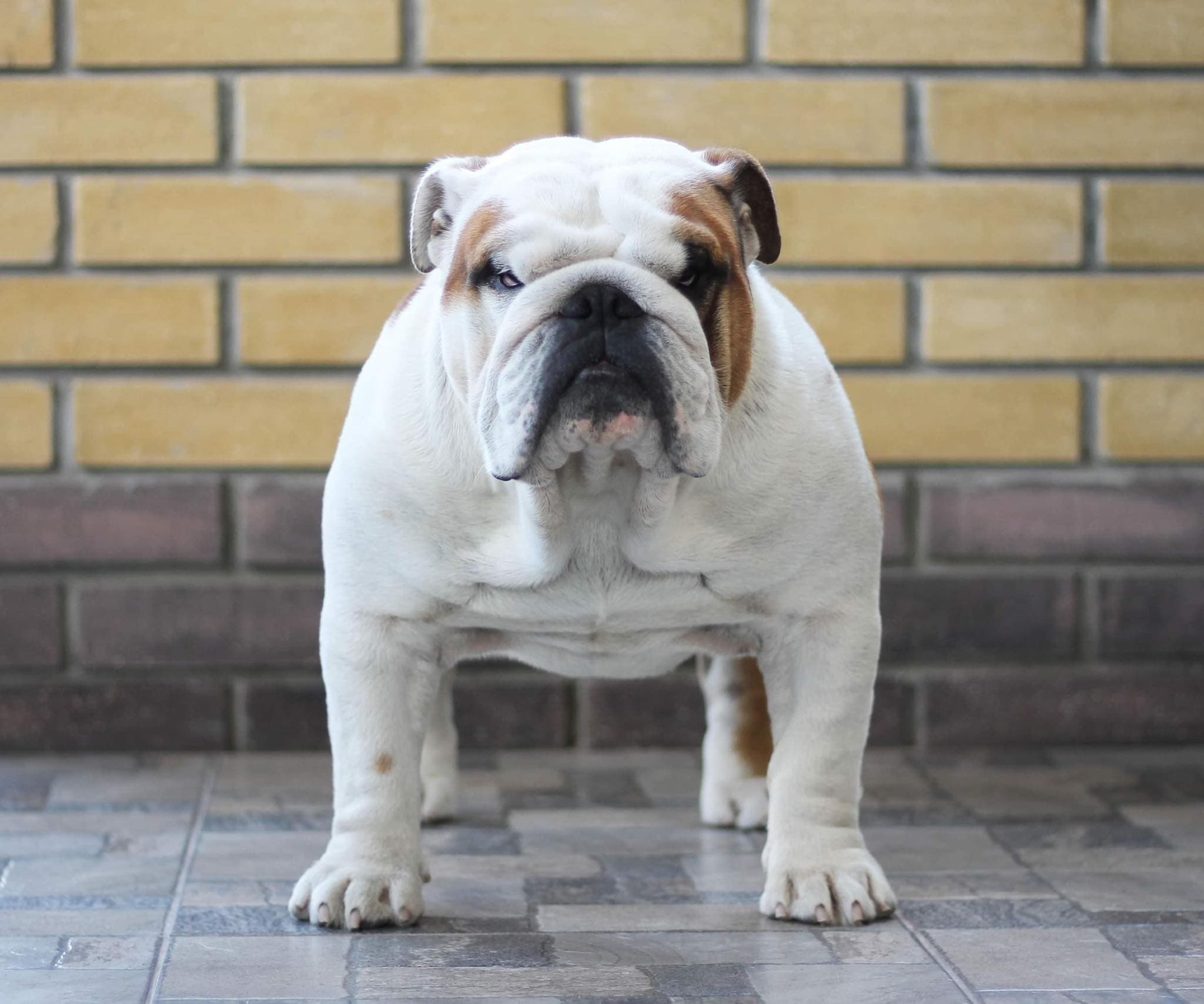 Фото Fagot Lvovska Sonata. Источник: BulldogPedigree #98153