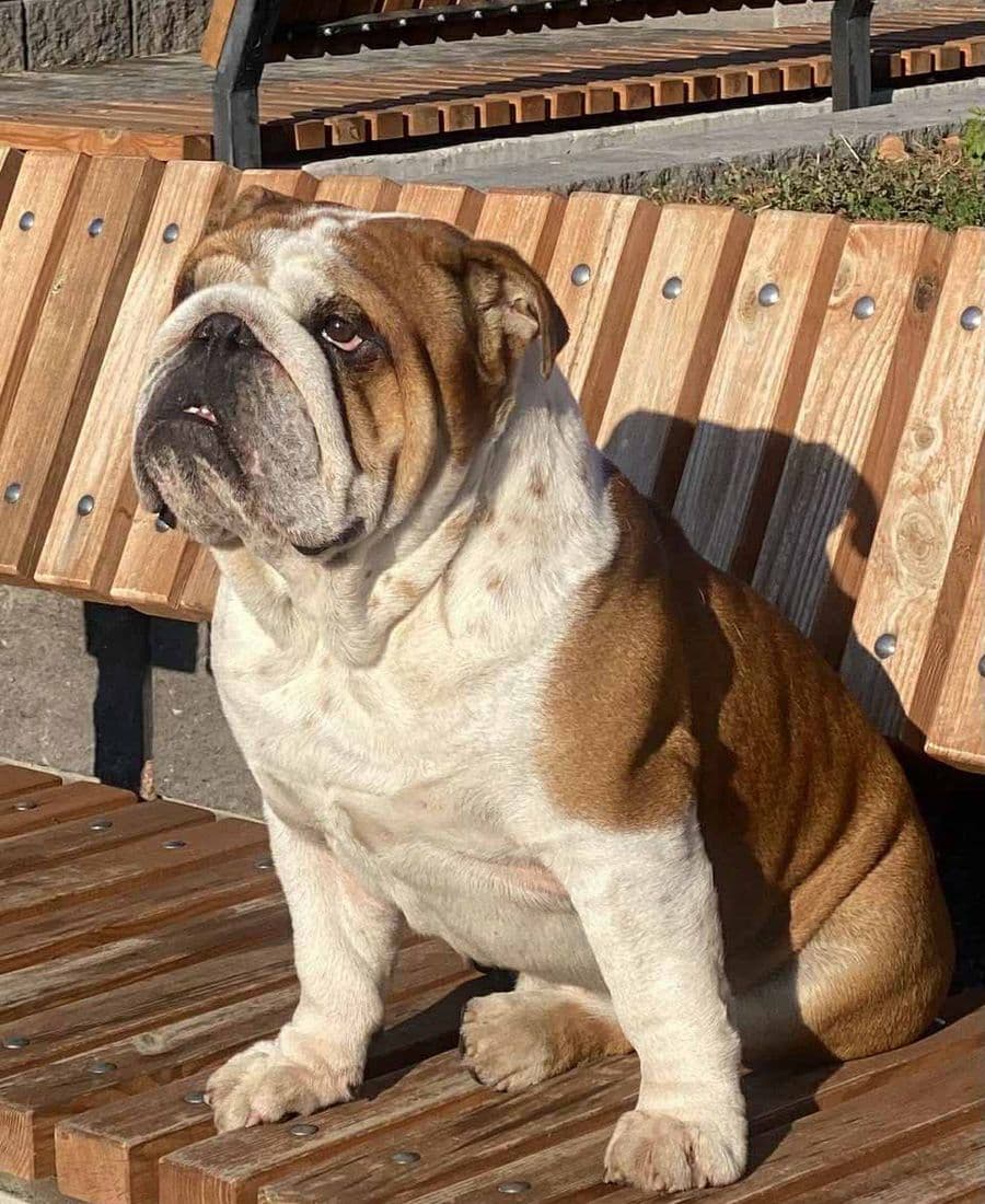 Giovanni Yugos Star, архівне фото. Джерело: BulldogPedigree