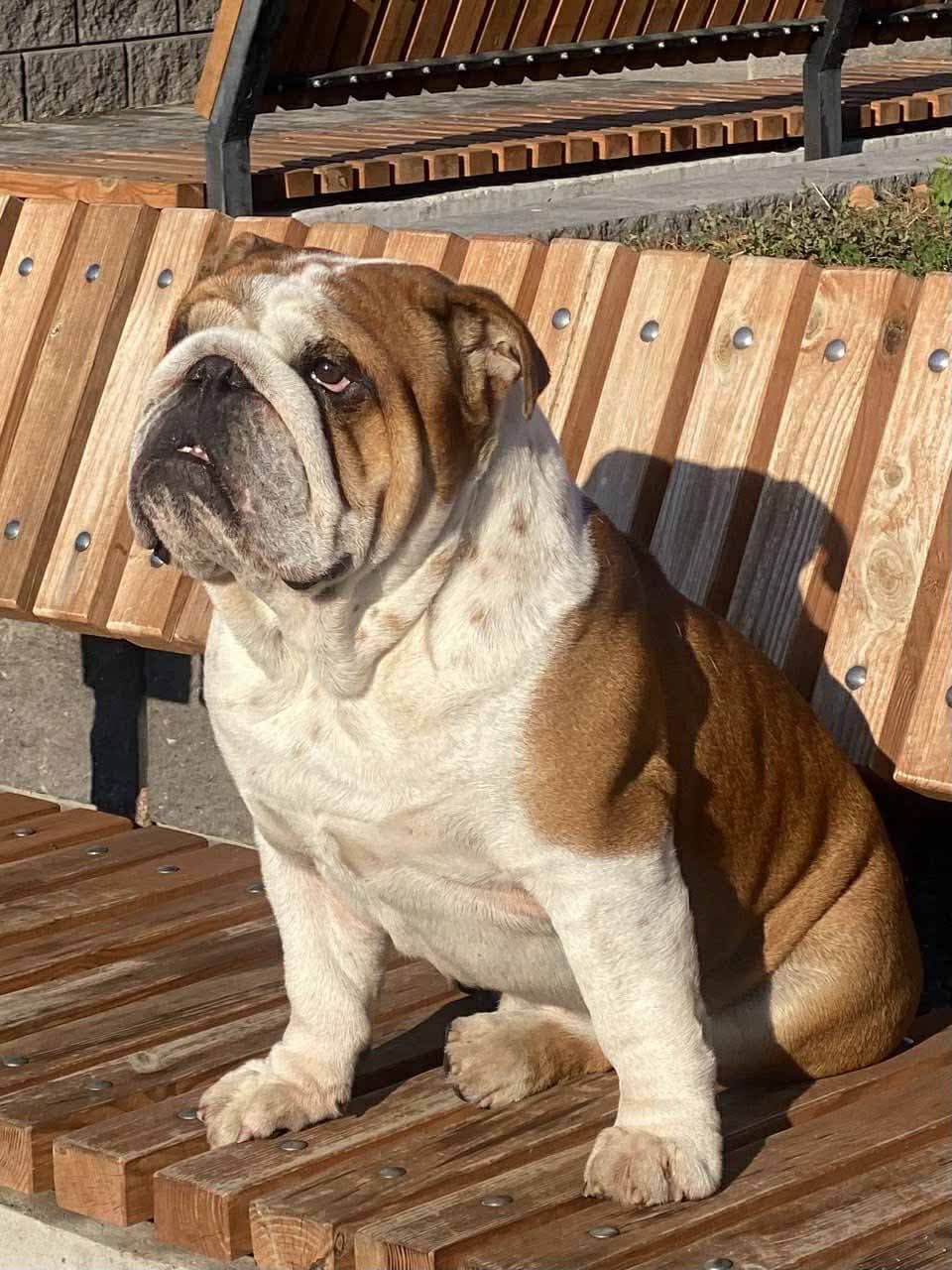Giovanni Yugos Star, архівне фото. Джерело: BulldogPedigree