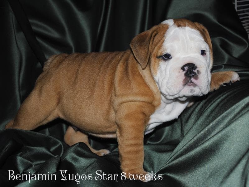 Benjamin Yugos Star, архівне фото Yugos Star