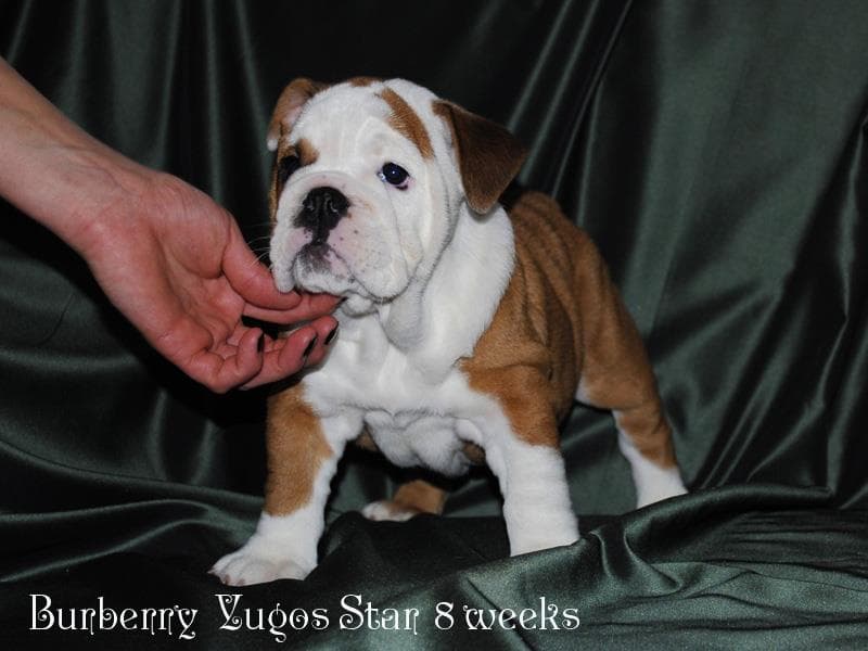 Burbbery Yugos Star, архівне фото Yugos Star