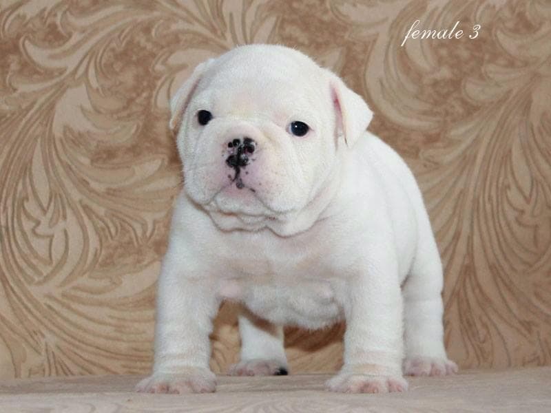 Vanilla Cloud Yugos Star, архівне фото Yugos Star